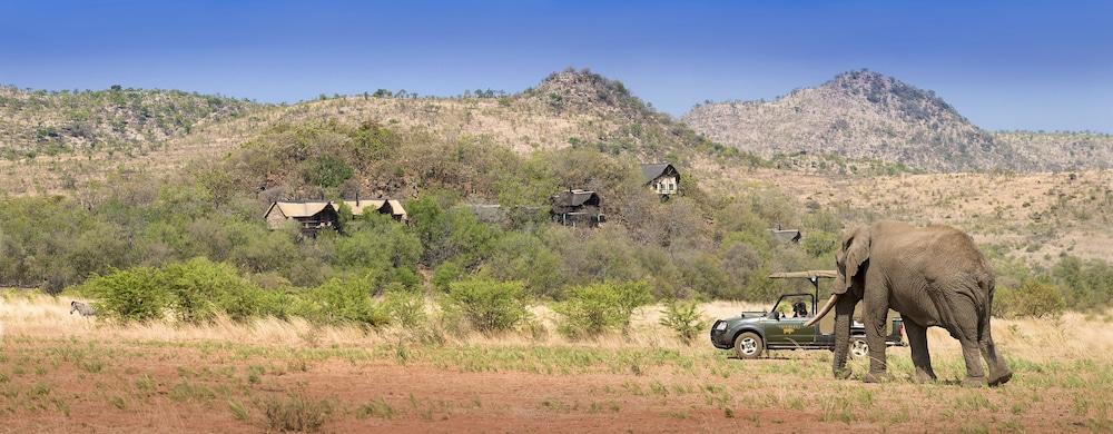 Tshukudu Bush
